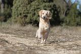 GOLDEN RETRIEVER 589